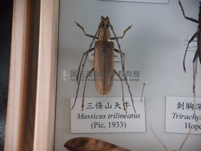 三條山天牛藏品圖，第1張