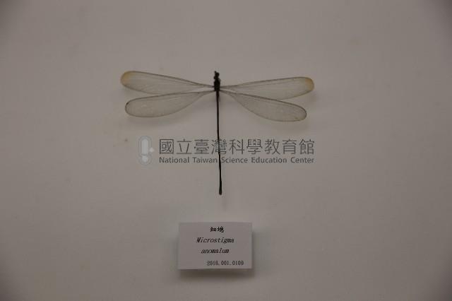 細蟌藏品圖，第1張