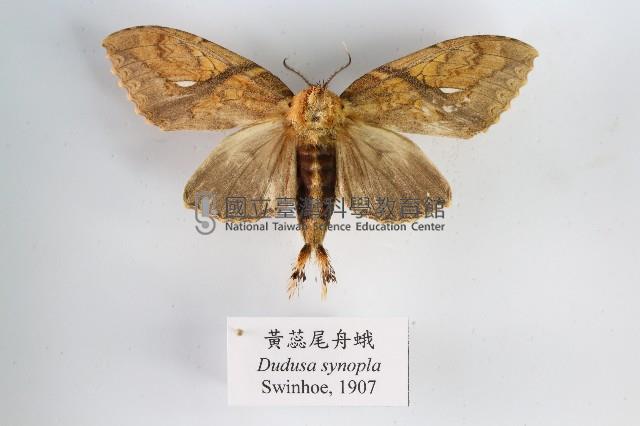 黃蕊尾舟蛾藏品圖，第1張