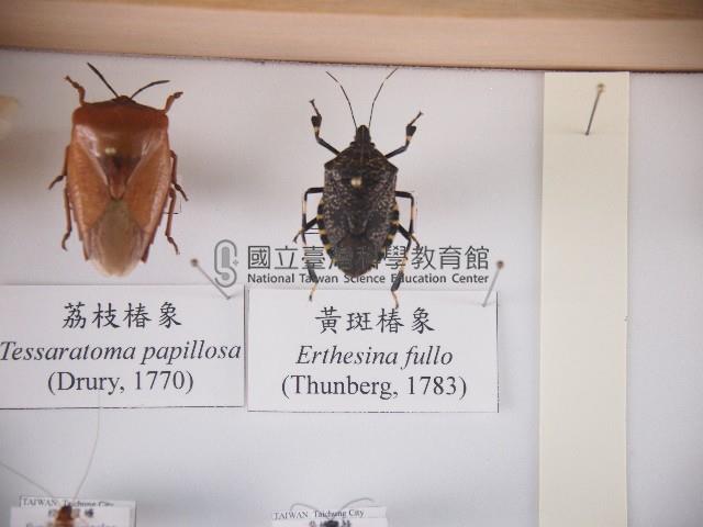 黃斑椿象藏品圖，第1張