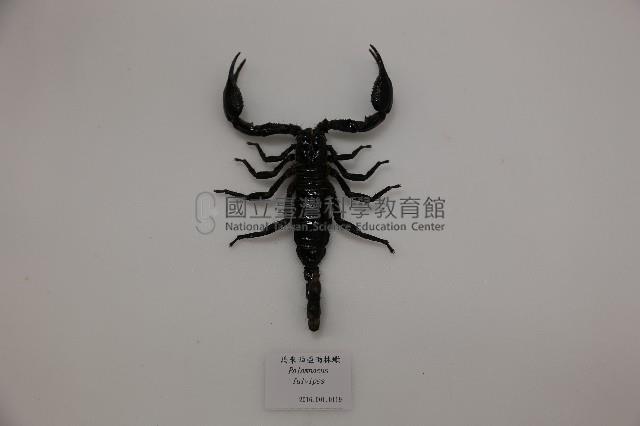 馬來西亞雨林蠍藏品圖，第1張