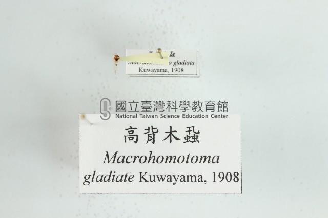 高背木蝨藏品圖，第1張