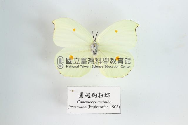 圓翅鉤粉蝶藏品圖，第1張