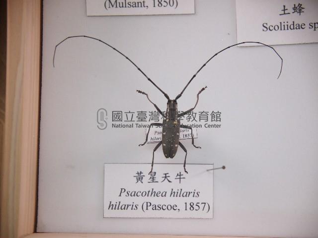黃星天牛藏品圖，第1張