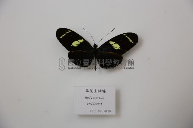 華萊士袖蝶藏品圖，第1張