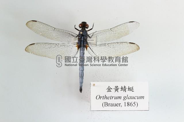 金黃蜻蜓藏品圖，第1張