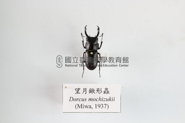 望月鍬形蟲藏品圖，第1張
