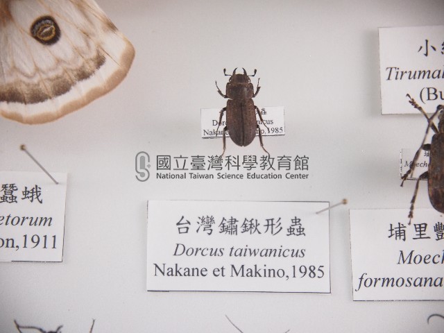臺灣鏽鍬形蟲藏品圖，第1張