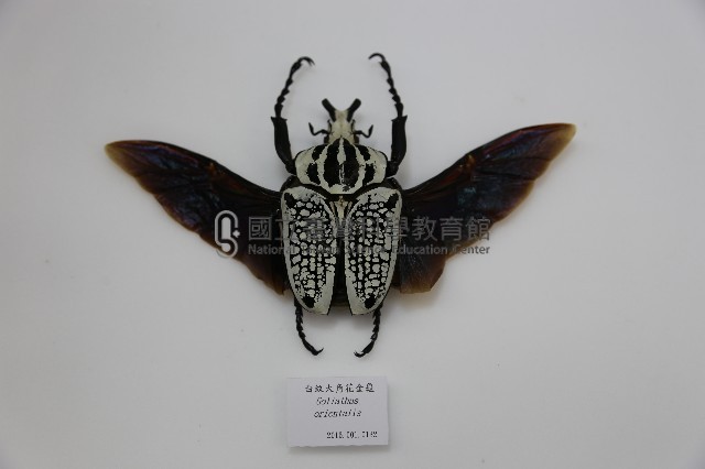 白紋大角花金龜藏品圖，第1張