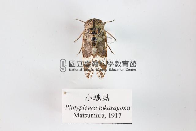 小蟪蛄藏品圖，第1張