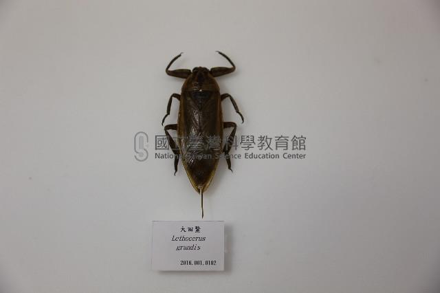 大田鱉藏品圖，第1張