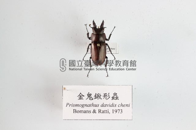 金鬼鍬形蟲藏品圖，第1張