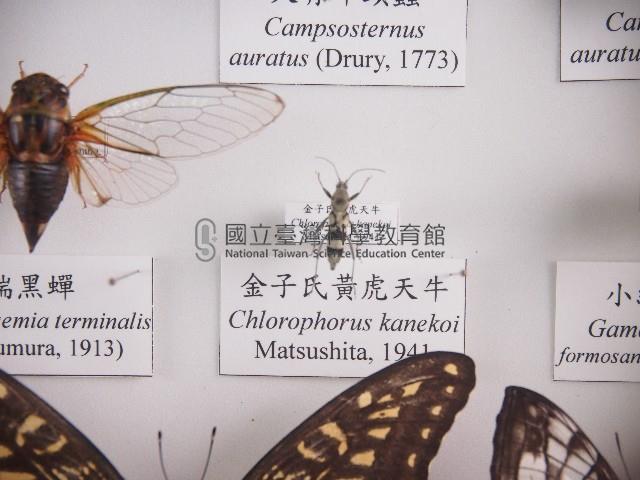 金子氏黃虎天牛藏品圖，第1張