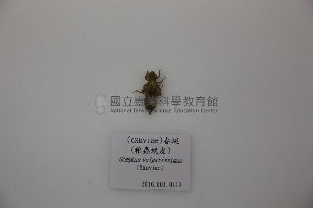 (exuviae)春蜓(稚蟲蛻皮)藏品圖，第1張