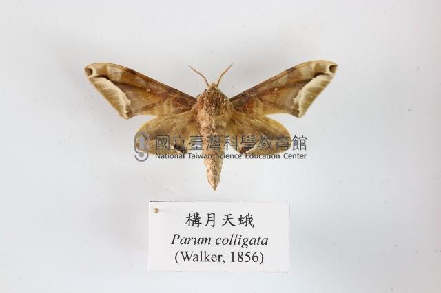 構月天蛾藏品圖，第1張