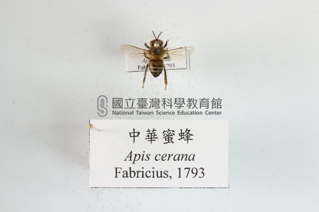 中華蜜蜂藏品圖，第1張