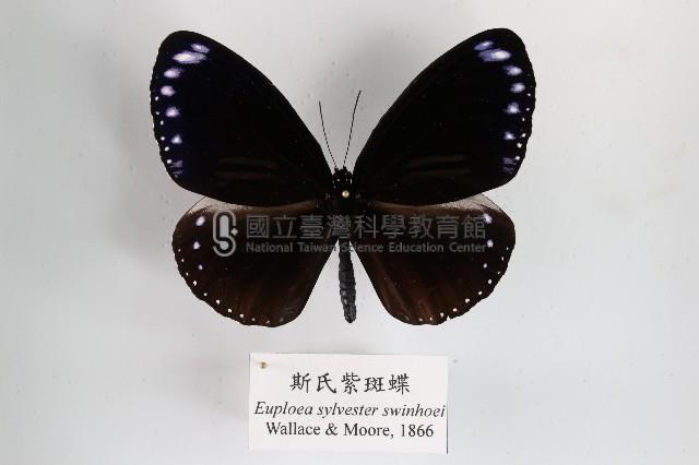 斯氏紫斑蝶藏品圖，第1張