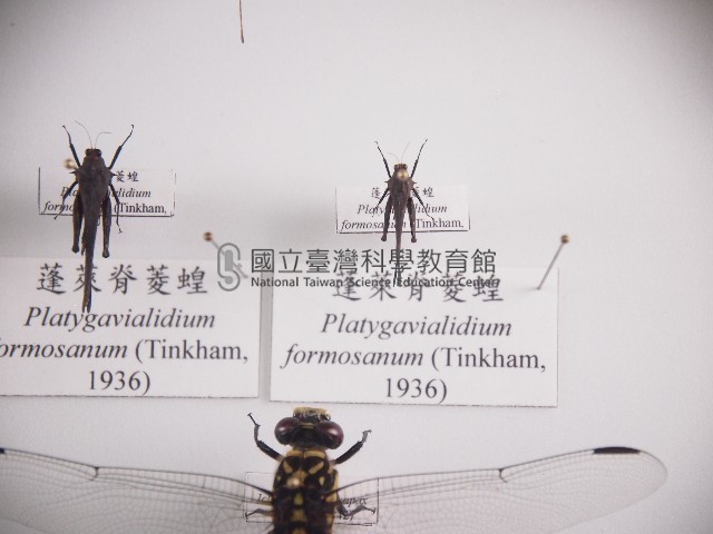 蓬萊脊菱蝗藏品圖，第1張