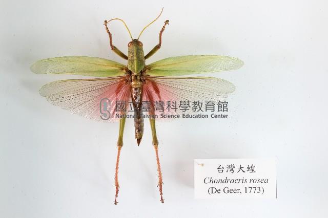 臺灣大蝗藏品圖，第1張