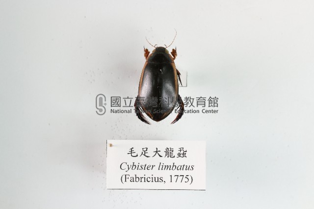 毛足大龍蝨藏品圖，第1張