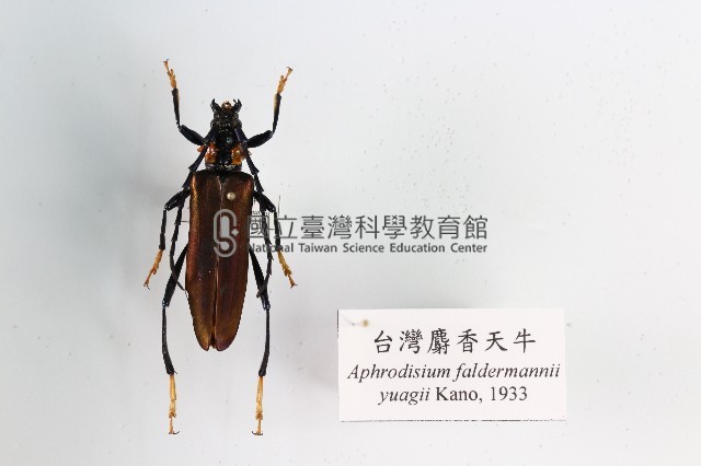臺灣麝香天牛藏品圖，第1張