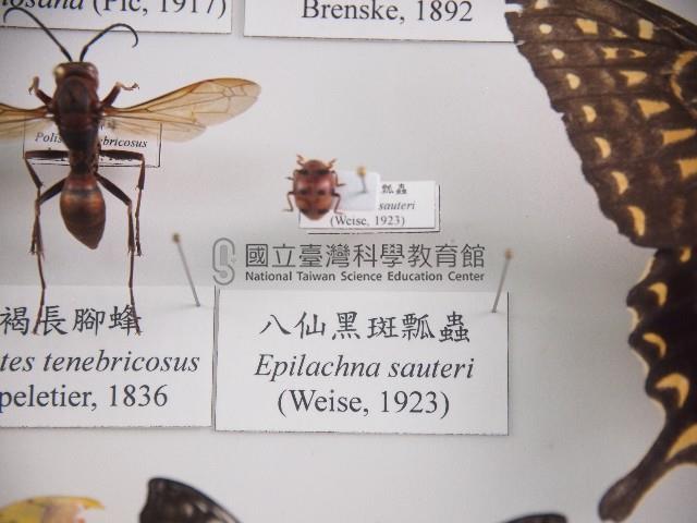 八仙黑斑瓢蟲藏品圖，第1張