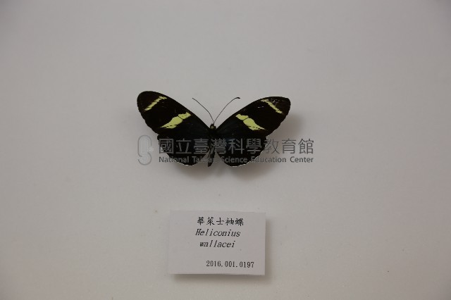 華萊士袖蝶藏品圖，第1張