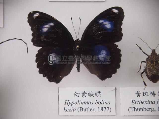 幻紫蛺蝶藏品圖，第1張