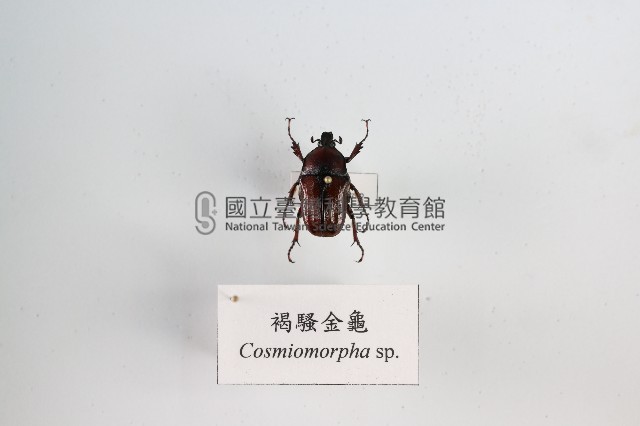 褐騷金龜藏品圖，第1張
