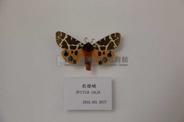 豹燈蛾藏品圖，第1張