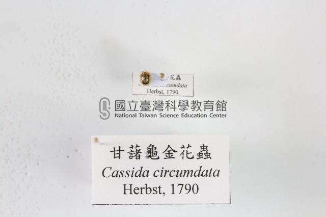 甘藷龜金花蟲藏品圖，第1張