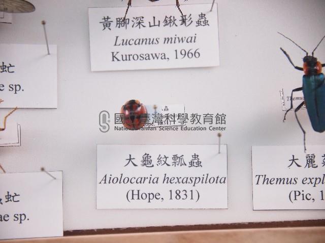 大龜紋瓢蟲藏品圖，第1張