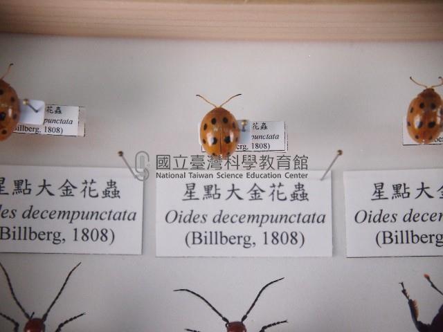 星點大金花蟲藏品圖，第1張