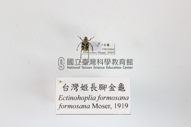 臺灣姬長腳金龜藏品圖，第1張