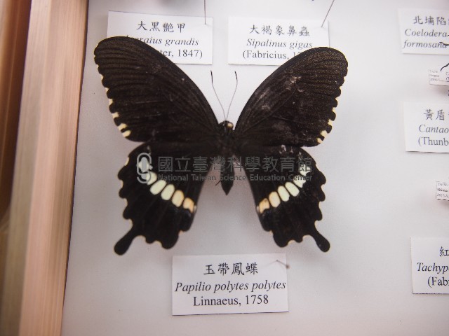 玉帶鳳蝶藏品圖，第1張