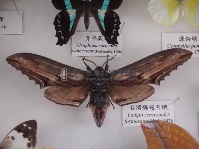 臺灣鋸翅天蛾藏品圖，第1張