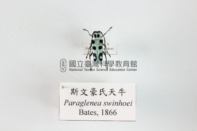 斯文豪氏天牛藏品圖，第1張