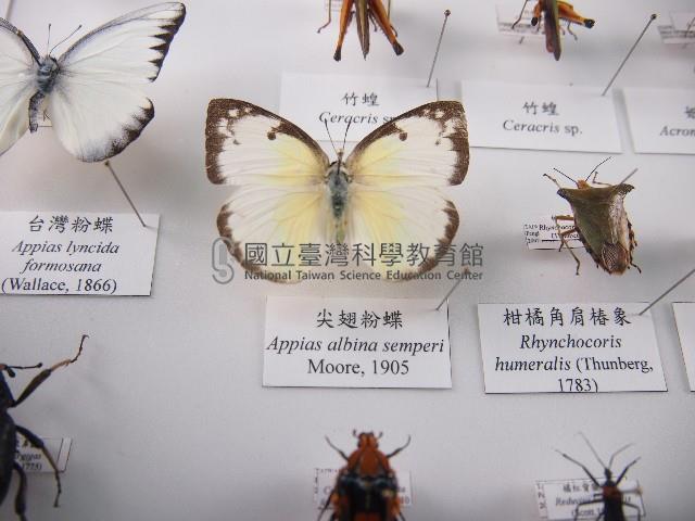 尖翅粉蝶藏品圖，第1張