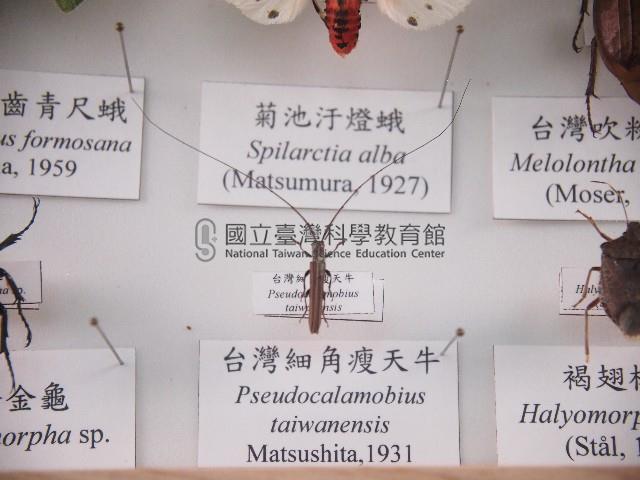 臺灣細角瘦天牛藏品圖，第1張