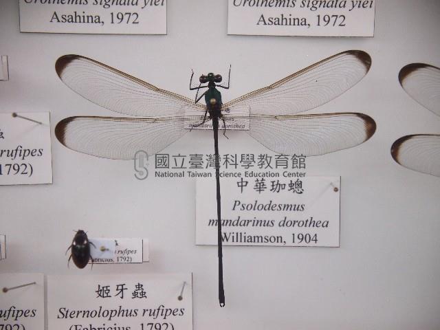 中華珈蟌藏品圖，第1張