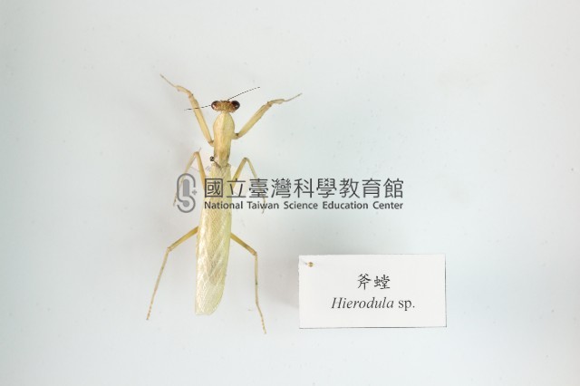 斧螳藏品圖，第1張