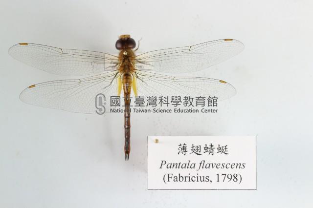 薄翅蜻蜓藏品圖，第1張