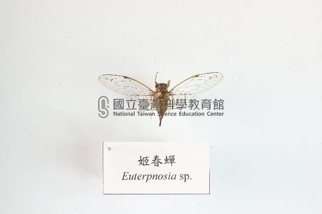 姬春蟬藏品圖，第1張