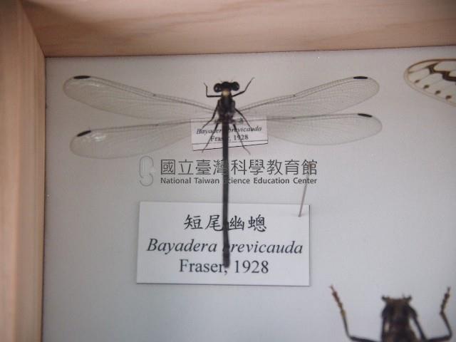 短尾幽蟌藏品圖，第1張