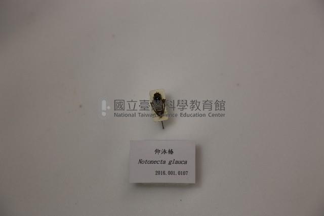 仰泳椿藏品圖，第1張