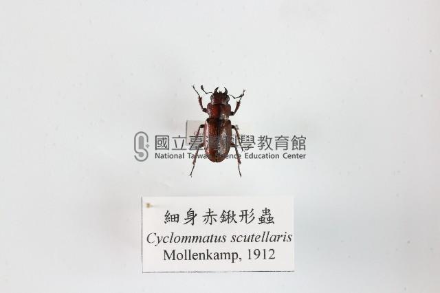 細身赤鍬形蟲藏品圖，第1張