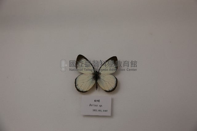 粉蝶藏品圖，第1張
