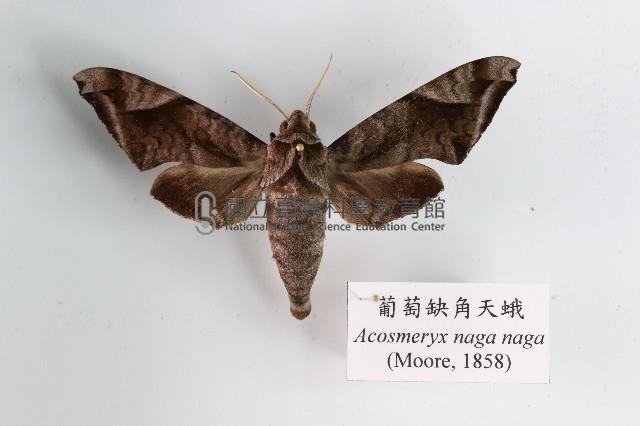 葡萄缺角天蛾藏品圖，第1張