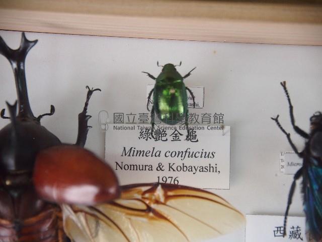 綠艷金龜藏品圖，第1張