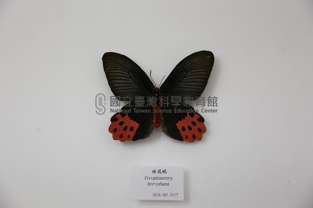 曙鳳蝶藏品圖，第1張